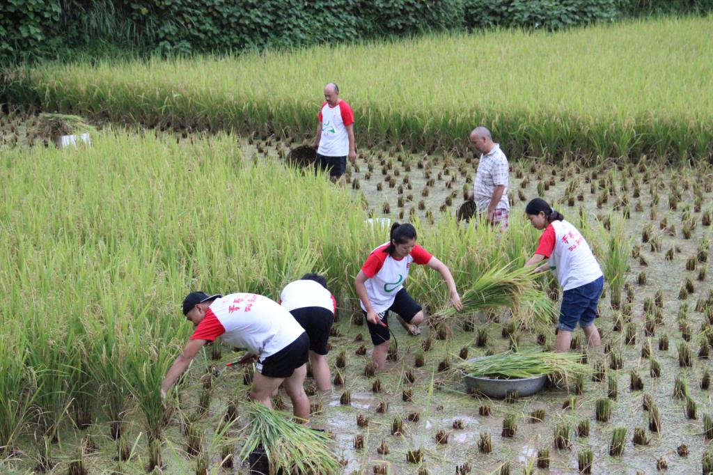 图一 志愿者们帮助村民收割稻谷
